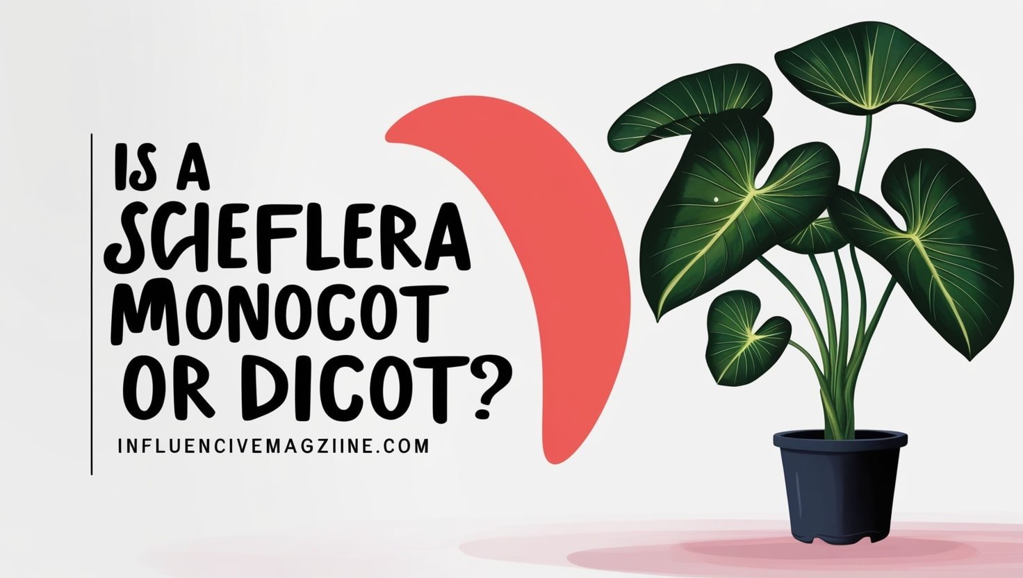 Is a Schefflera a Monocot or Dicot